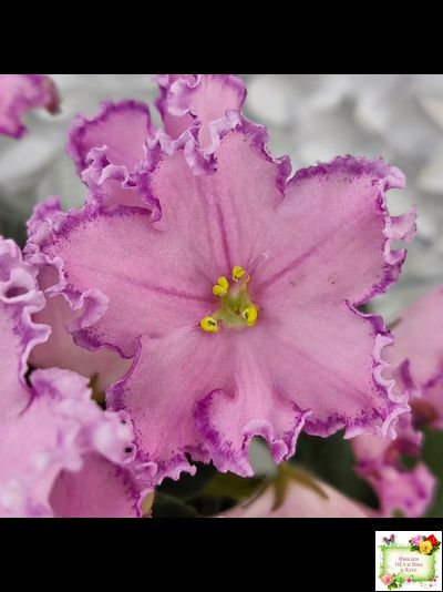 Nik-Хмельное Лето (Н. Булко) 2022 г. (крупная детка)