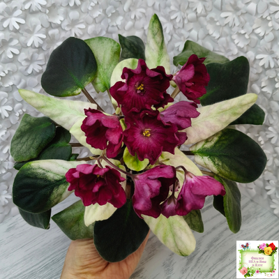 ЕК-Лампа Желаний (Е. Коршунова) 2021 г.