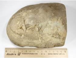 Септария "Рыбка" с жеодой кальцита, срез полированный, Россия, Кавказ (155*145*73 мм, 2158 г) №28009