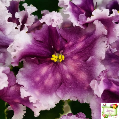 МТ-Сладкая Фантазия (М. Тотиева) 2022 г. (лист с детками укоренённый)