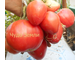 Томат Чудо Земли (украинское)