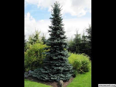 Ель Маджестик Блю фото хвои - красовский-сад.рф