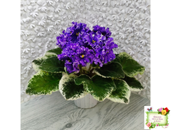 ВаТ-Ливень (Т.Валькова) 2018 г.