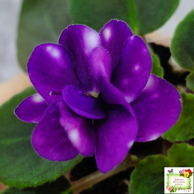 Hunter's Primal Scream (K.Muzalewski) (лист посажен 30.01.26)