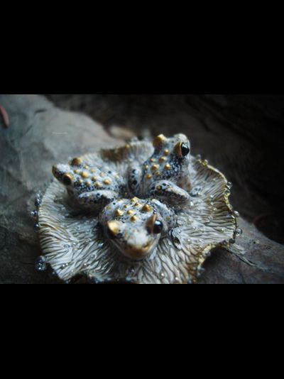 &quot;Дочери лесного царя&quot;, волшебная брошь с лягушками и каплями (миниатюра, 4 см)