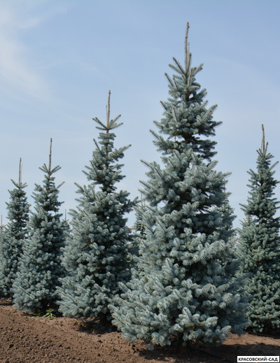 Ель Хупси - Hoopsii