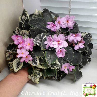 Cherokee Trail (L. Ray) трейлер (пасынок сорт посажен 06.10.25)