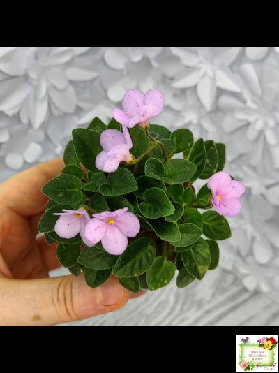 Frosted Fantasy (C.Sotkiewicz) трейлер