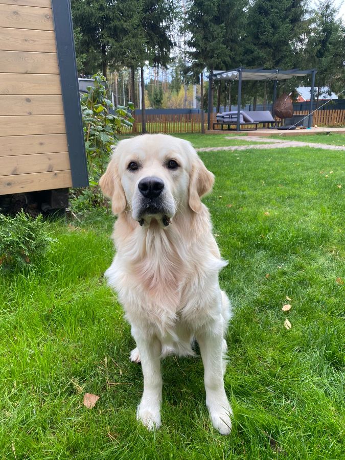 Рой (Русское Золото Ярофим), 1 год