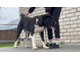 Сука №1.ГОРЦИНИЯ. Продана С. Петербург
