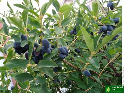 Жимолость "Берель"