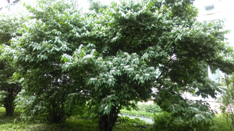 Жимолость маака