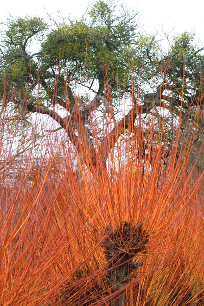 Ива белая Chermesina Britzenzis