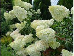 Полар бир (Polar bear)