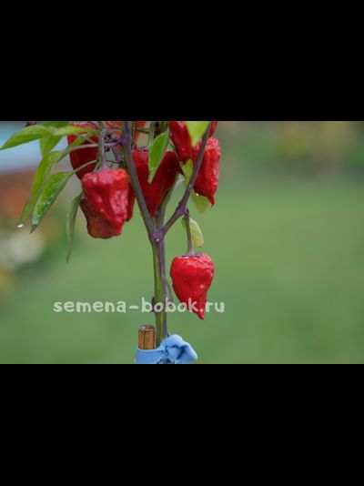 Перец острый Purple UFO, 10 шт