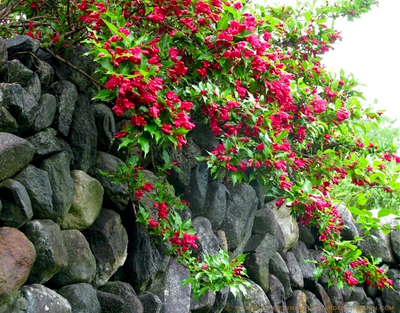 Вейгела Red Prince