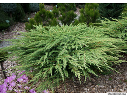 Можжевельник Шлягер - Schlager