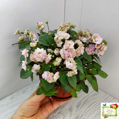 Pink Mint (S.Sorano) трейлер (пасынок срез)