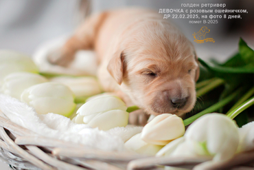 Девочка РОЗОВЫЙ ошейничек, 8 дней