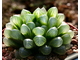 Haworthia cooperi - укоренённая детка (D=15-25мм)