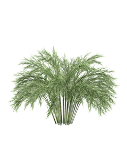 тропические Бамбук-03