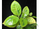 Gardenia jasminoides 'Belmont' variegata