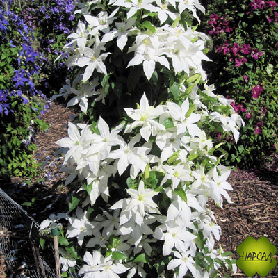 Клематис "Roko-Kolla" (Роко-Колла) (саженец 3 года)