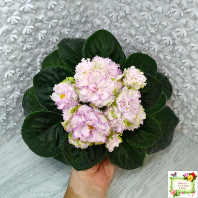 Фея (Т. Л. Дадоян) (лист укоренённый)