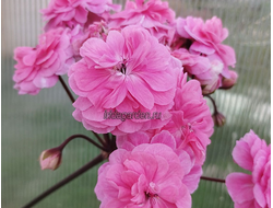 Пеларгония ТА Марокканская Принцесса