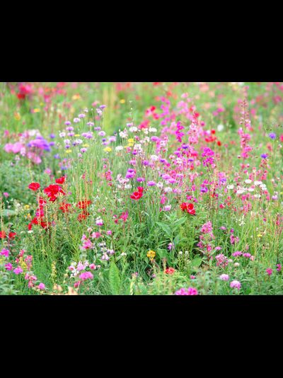 Купить греющую картину с фото луговые цветы