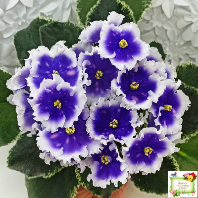 МТ-Магический Фонарик (М. Тотиева) 2023 г.