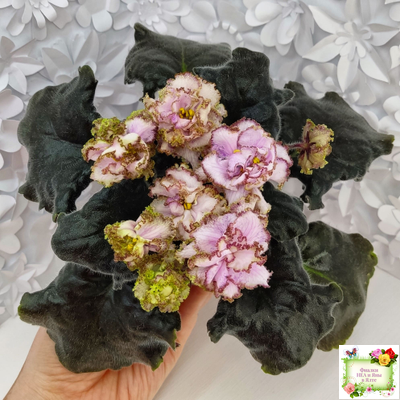 БР-Кудряшка (С. и Н. Буркацкие) 2021 г.