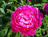 Paeonia Shawnee Rose