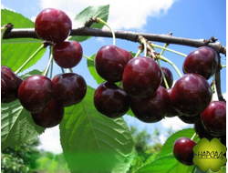 ДЮК (черевишня) "Чудо-вишня" (ранняя, сладкая, саженец 3 года)