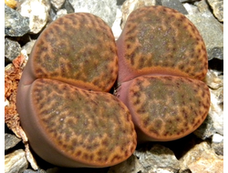 Lithops bromfieldii v.insularis (2) - 10 семян