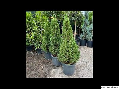 Ель канадская Коника - Conica