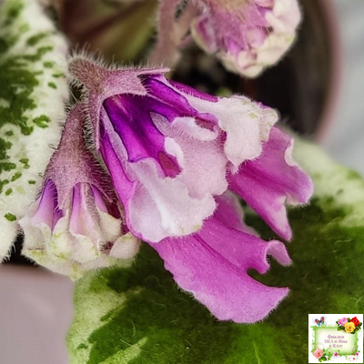 Hodss-Cassandra (Яна Ходченко) 2020 г. (пестролистный лонг с бастл-листвою)