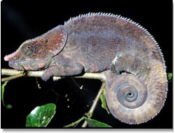 Хамелеон Мальта (Calumma malthe)