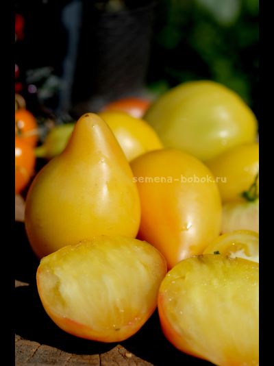 Томат Белое Сердце Софии