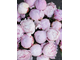 Сара Бернар пионы, букет из розовых пионов, пионы розовые, бледно-розовый, 51 пион