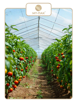 Пленка для парника и теплицы купит от производителя в МТ-ПАК ТОРГ