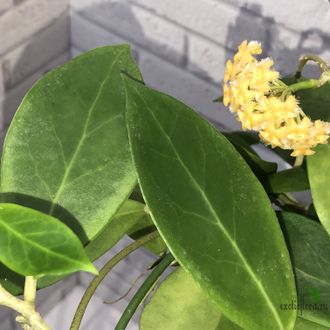 Hoya Mindorensis Light yellow flowers