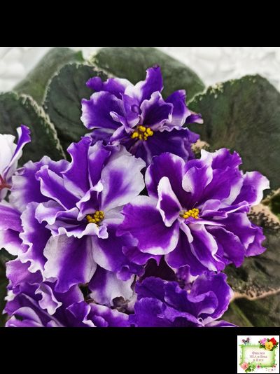 ВаТ-Морской Стиль (Т. Валькова) 2019 г.