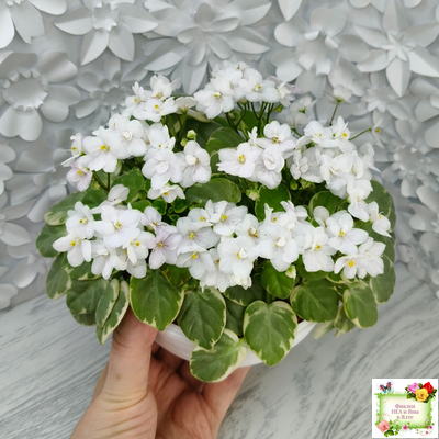 Ва-Банк (Л. Мещерякова) листовая химера (стартер сорт)