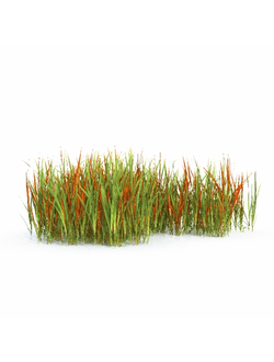 трава Императа цилиндрическая rubra 01 06