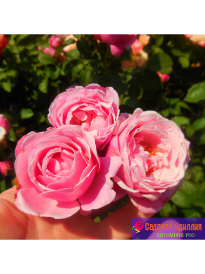 Дитер Мюллер (Dieter Muller)