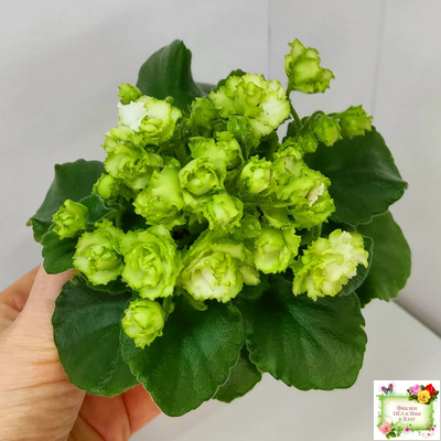 Irish Flirt (S.Sorano) (Айриш Флирт) 11/07/91