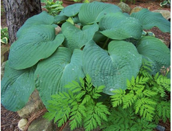 Хоста Блу Маммос (Blue Mammoth)