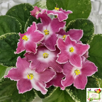 НД-Наталка-Полтавка (Н. Данилова-Суворова) 2018 г.