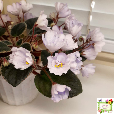 Rob's Pewter Bells (R. Robinson) 07/06/1992